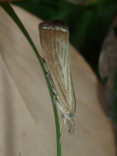 Réf. 188 853 : Agriphila straminella